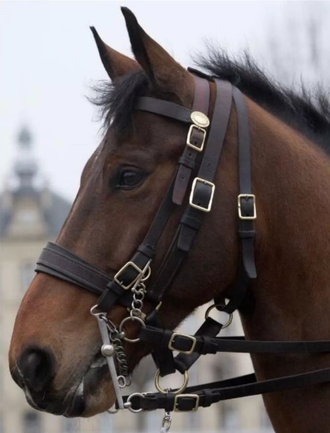 马克龙送习*平近**的马有什么来头?