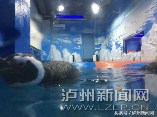 吹空调、烤浴霸、睡加热垫、置恒温机泸州动物过冬享受VIP待遇