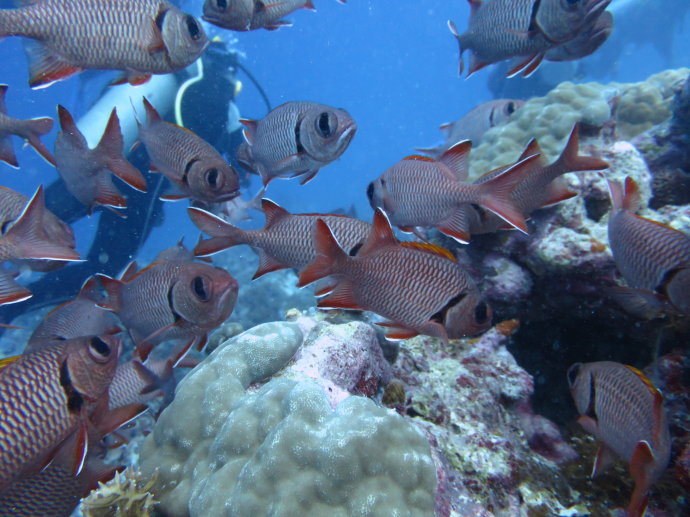 帕劳海底世界,帕劳七色海全景图