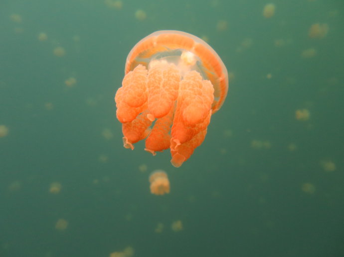 帕劳海底世界,帕劳七色海全景图