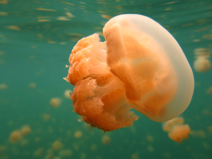 帕劳海底世界,帕劳七色海全景图