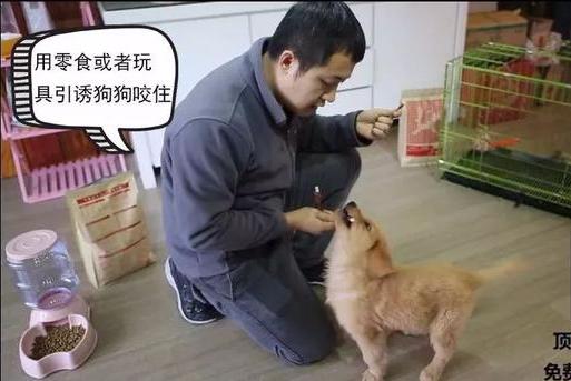 狗狗的衔取、咬吐训练——小课堂大学问！