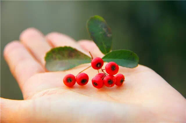 救命粮火棘果做酒怎么做,救命粮火棘果能做什么