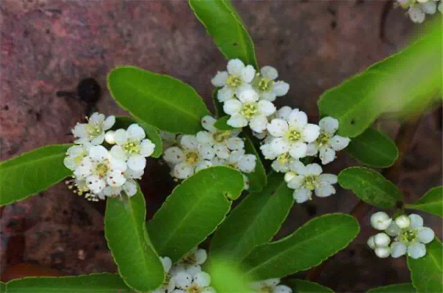 救命粮火棘果做酒怎么做,救命粮火棘果能做什么