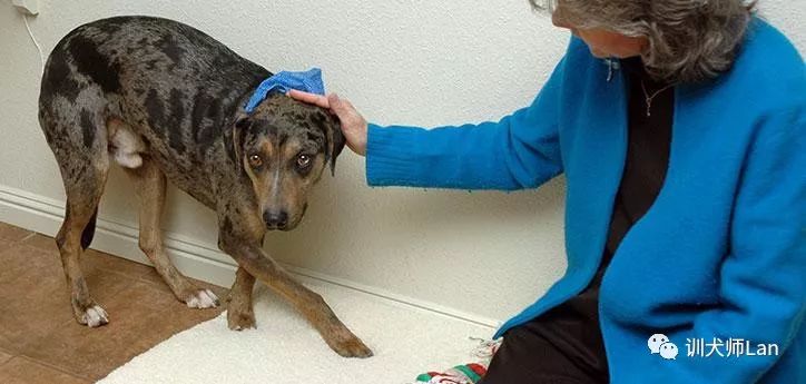 温顺的狗狗突然很躁动是怎么回事,好动的狗突然不动了怎么回事