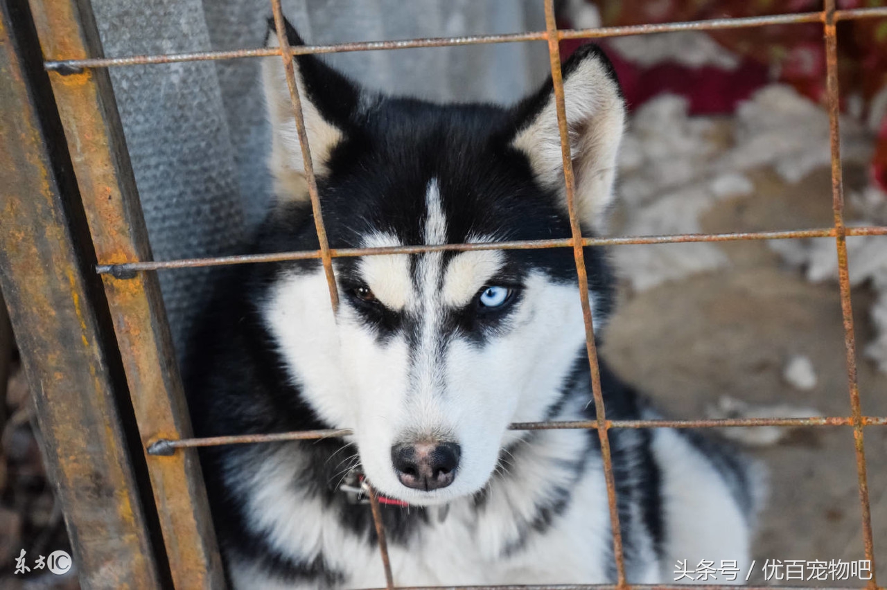哈士奇老是叽叽叫是怎么了,怎么让哈士奇会呜呜叫