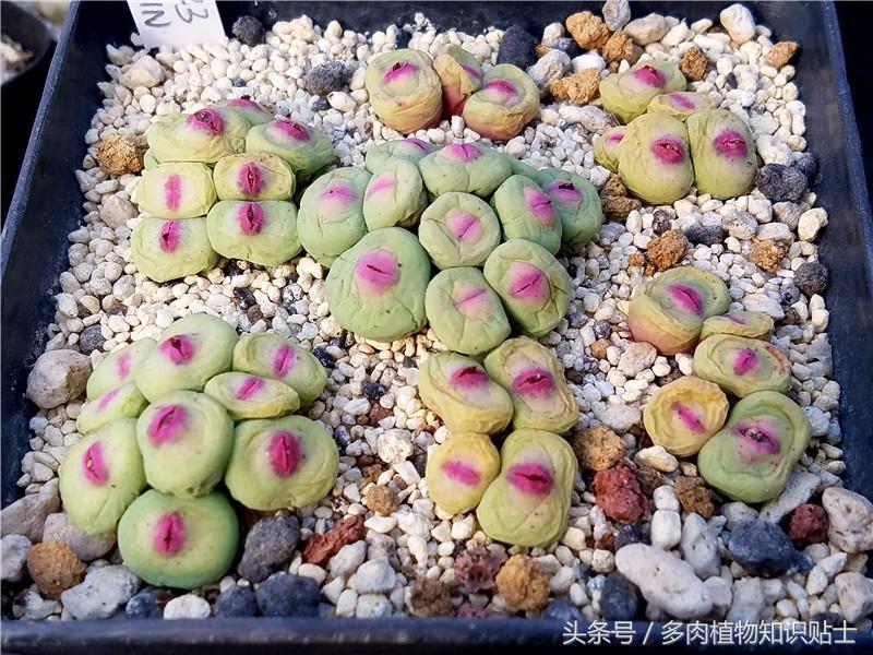 蜕皮的生石花如何种,生石花蜕皮怎么养护