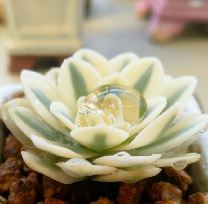 多肉出锦和缀化是什么意思,富士和玉蝶锦哪个好