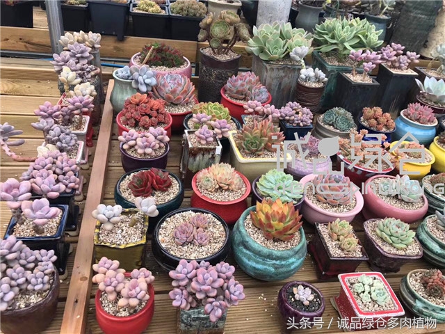 美爆了的韩国多肉植物大棚