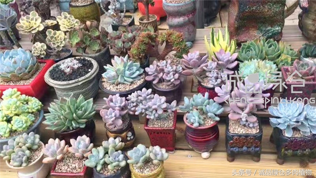 美爆了的韩国多肉植物大棚