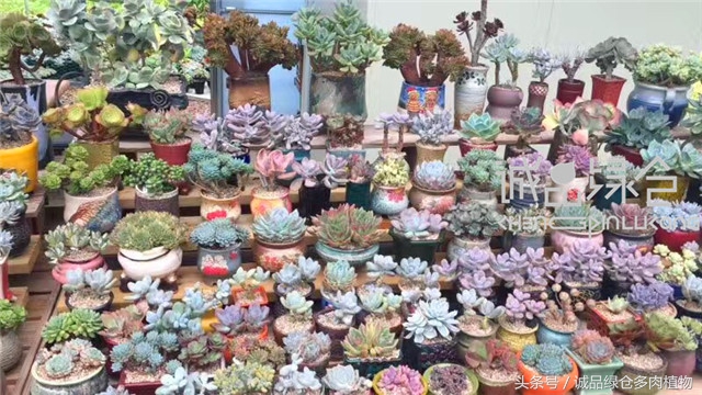 美爆了的韩国多肉植物大棚