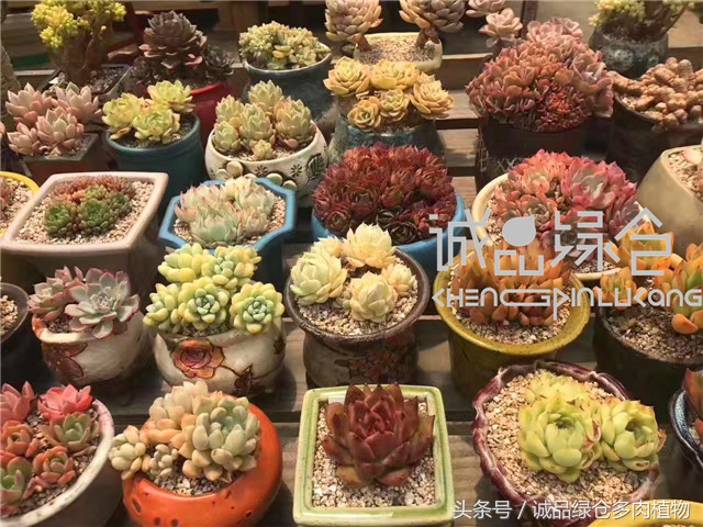 美爆了的韩国多肉植物大棚