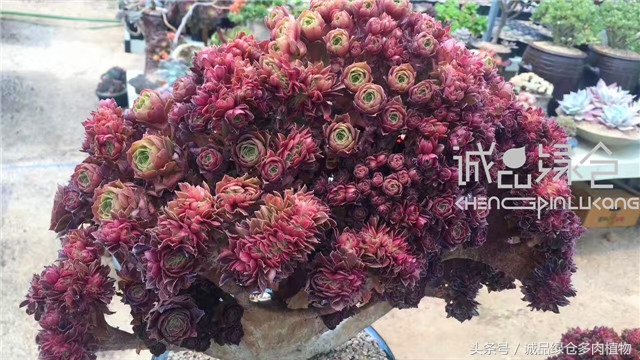 美爆了的韩国多肉植物大棚