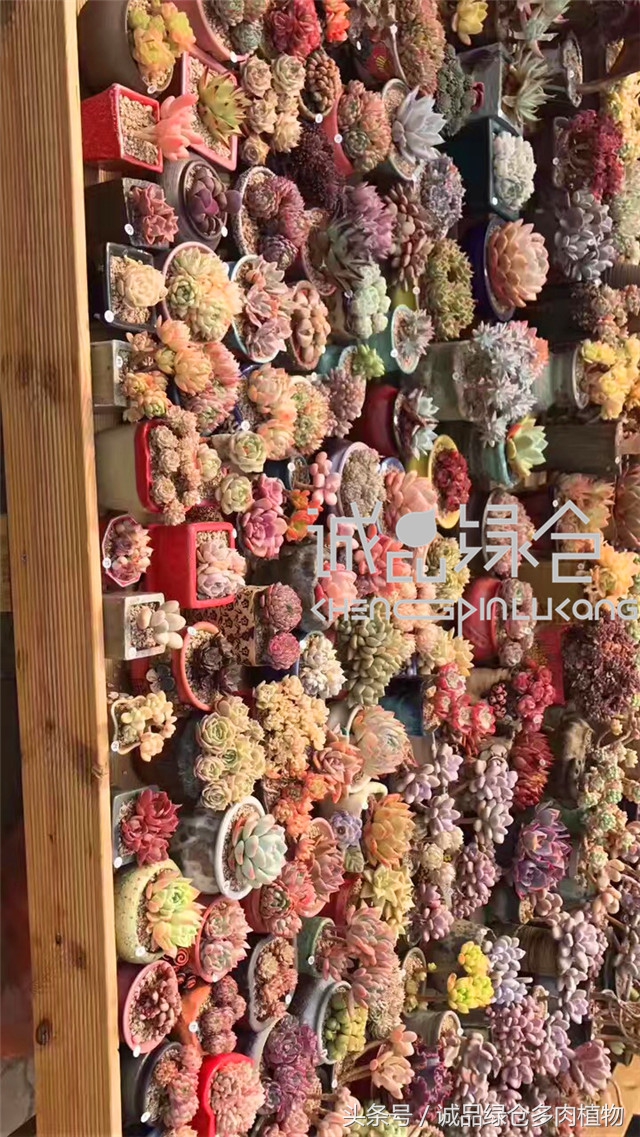 美爆了的韩国多肉植物大棚