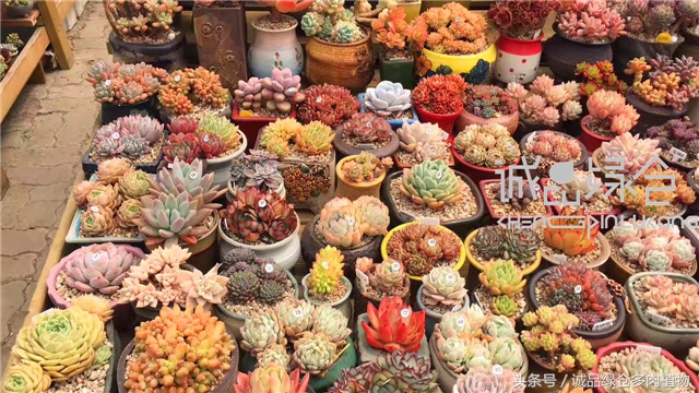 美爆了的韩国多肉植物大棚