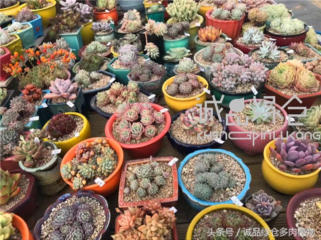美爆了的韩国多肉植物大棚