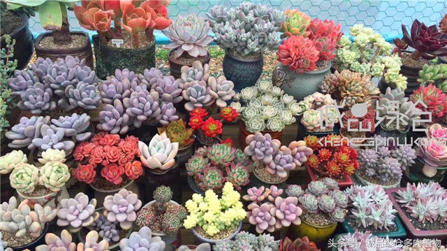 美爆了的韩国多肉植物大棚