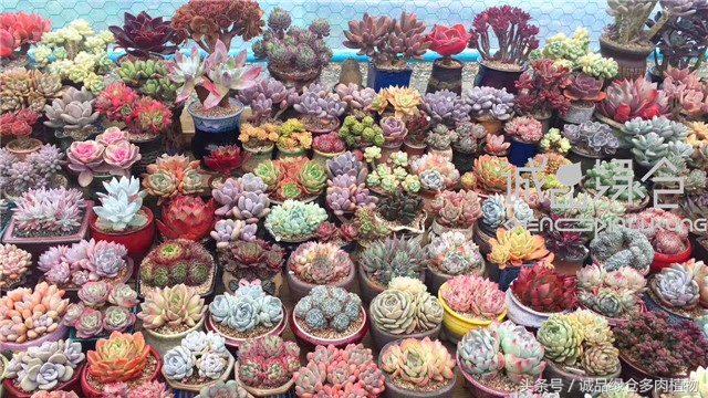 美爆了的韩国多肉植物大棚