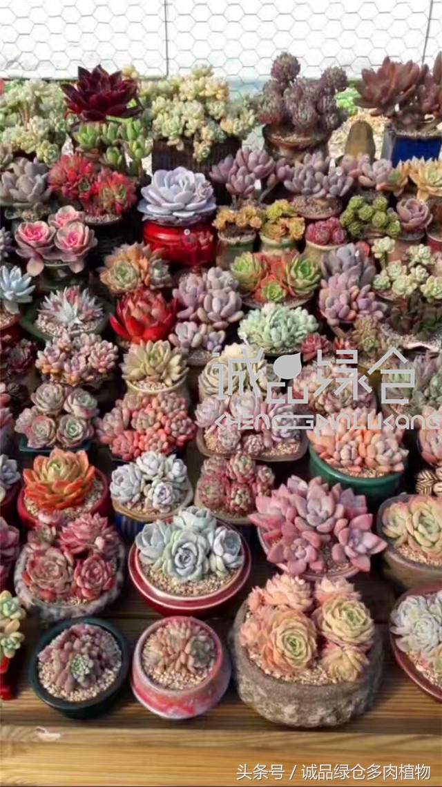 美爆了的韩国多肉植物大棚