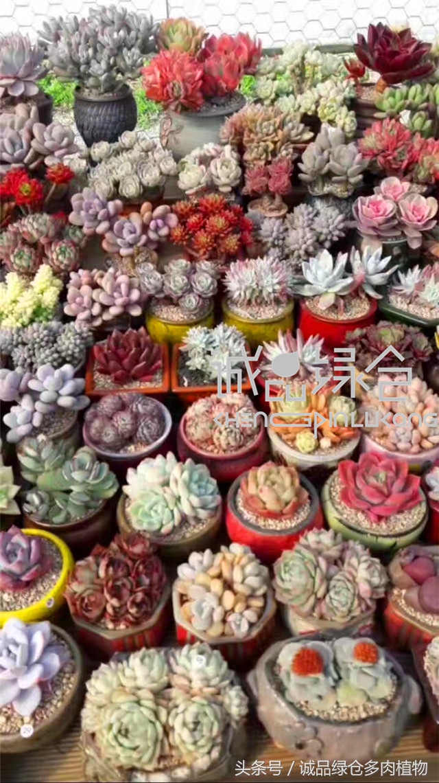 美爆了的韩国多肉植物大棚