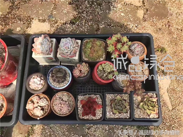 美爆了的韩国多肉植物大棚