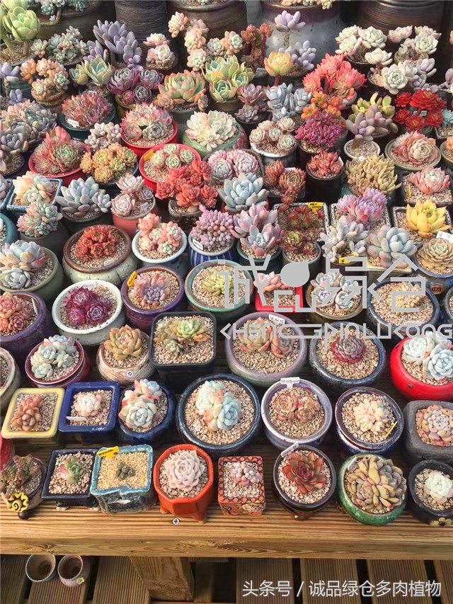 美爆了的韩国多肉植物大棚