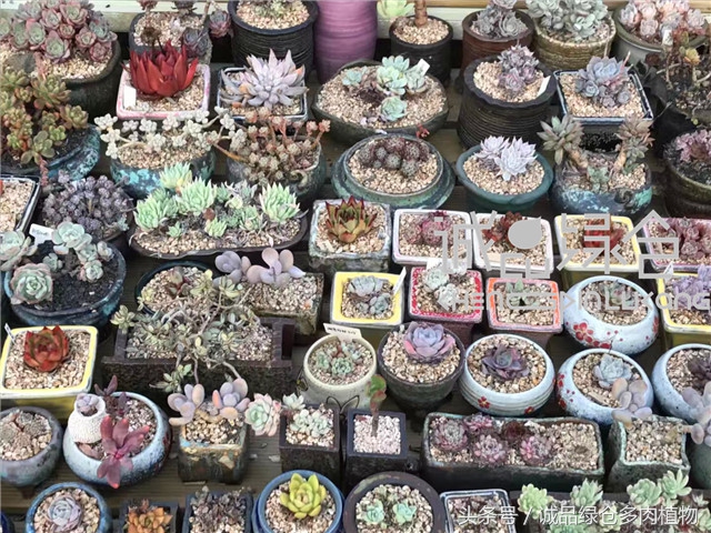 美爆了的韩国多肉植物大棚