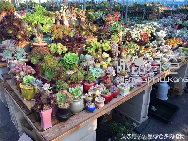 美爆了的韩国多肉植物大棚