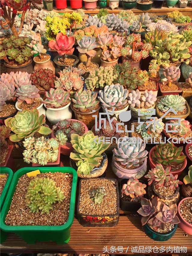 美爆了的韩国多肉植物大棚