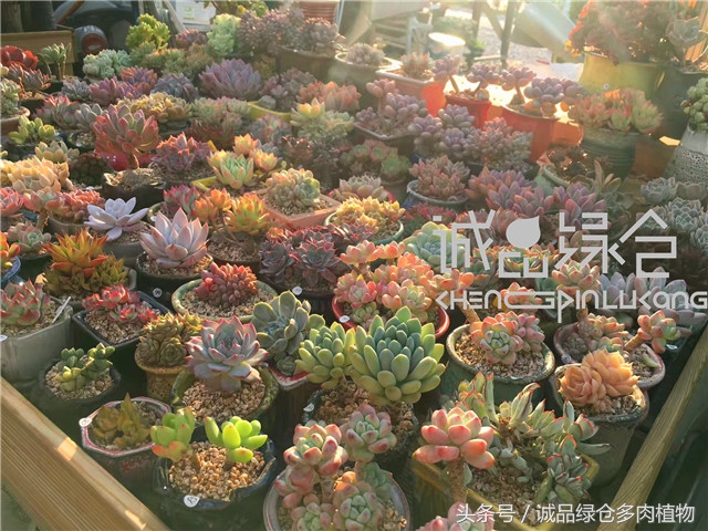 美爆了的韩国多肉植物大棚