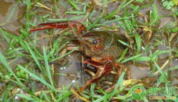养小龙虾注意哪几点龙虾长得快呢,小龙虾养殖注意事项有哪些
