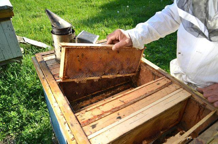 蜂头领蜂群秋季饲养管理技术,夏天蜂群管理全过程