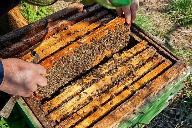 蜂头领蜂群秋季饲养管理技术,夏天蜂群管理全过程