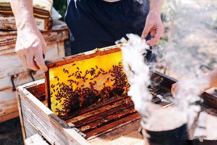 蜂头领蜂群秋季饲养管理技术,夏天蜂群管理全过程