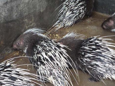 养豪猪失败的有多少,养30只豪猪投资多少