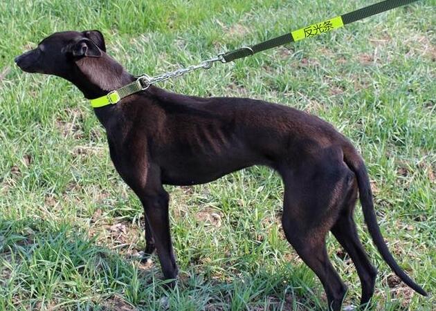 细狗和灵缇犬,灵缇犬和细狗哪个跑得快