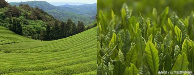 日本文化深度解读,日本文化通史讲什么了