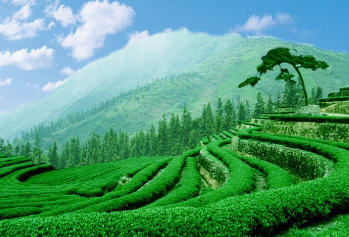 搞什么乌龙,四季乌龙和四季春茶