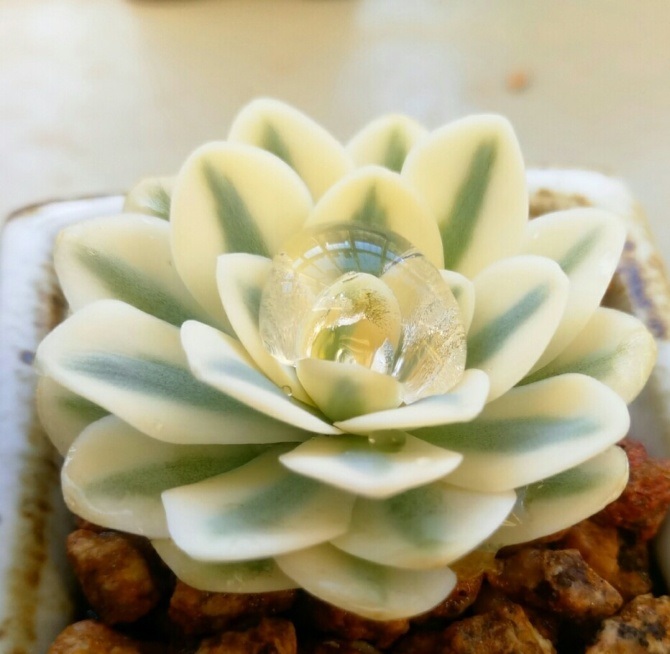 多肉出锦和缀化是什么意思,富士和玉蝶锦哪个好