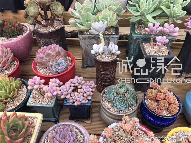 美爆了的韩国多肉植物大棚