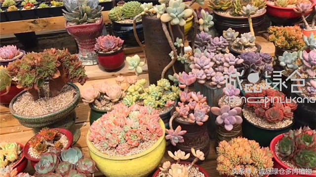 美爆了的韩国多肉植物大棚