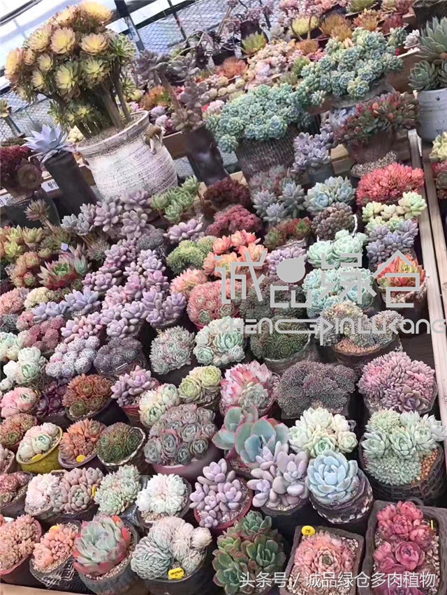 美爆了的韩国多肉植物大棚