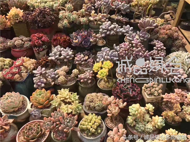 美爆了的韩国多肉植物大棚
