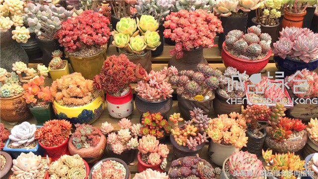 美爆了的韩国多肉植物大棚