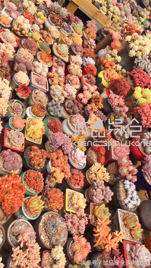 美爆了的韩国多肉植物大棚