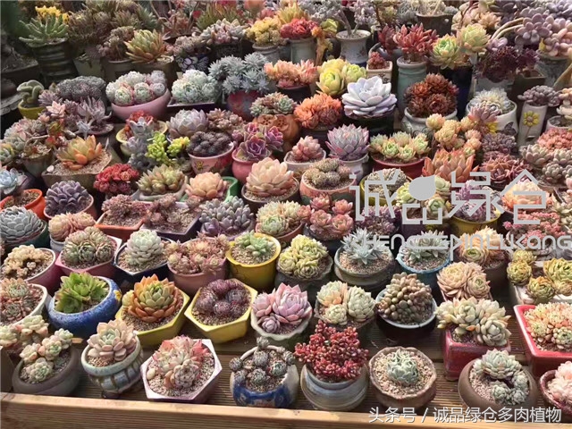 美爆了的韩国多肉植物大棚