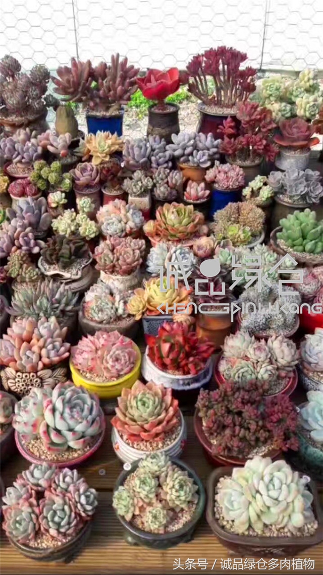 美爆了的韩国多肉植物大棚
