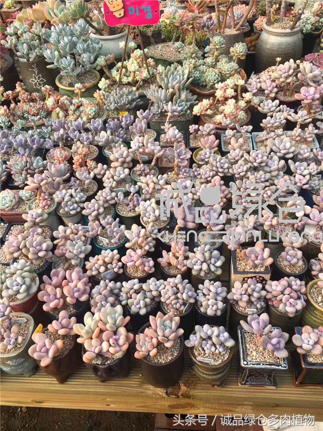 美爆了的韩国多肉植物大棚
