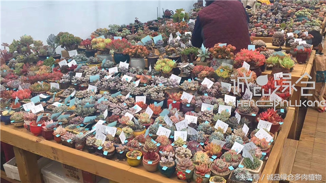 美爆了的韩国多肉植物大棚