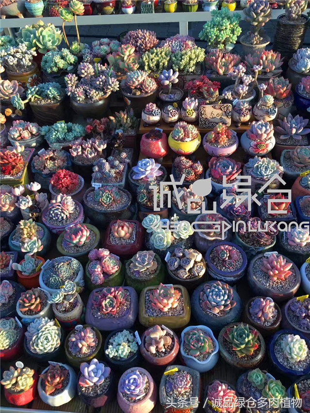 美爆了的韩国多肉植物大棚
